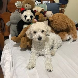 Meet your Posher, Anthony